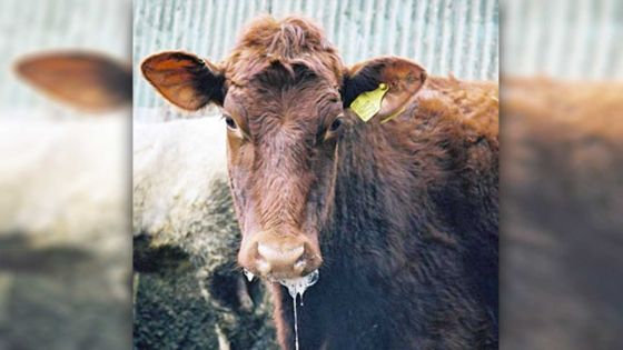 Foot and Mouth disease