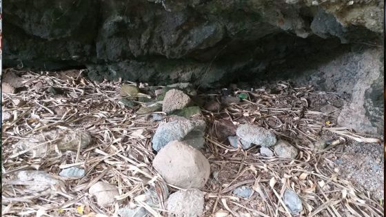 Trésor à Rodrigues : un «Restricted Commitee» mis en place