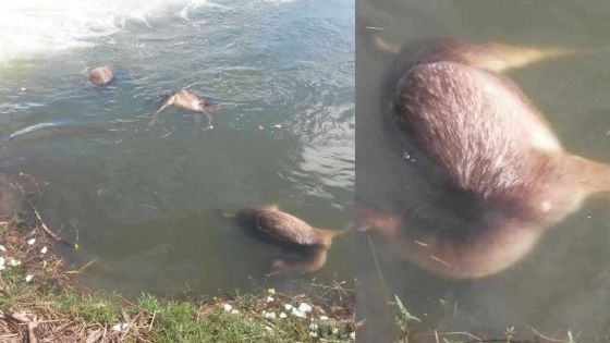  Au réservoir de La Nicolière : les cadavres de quatre cerfs découverts