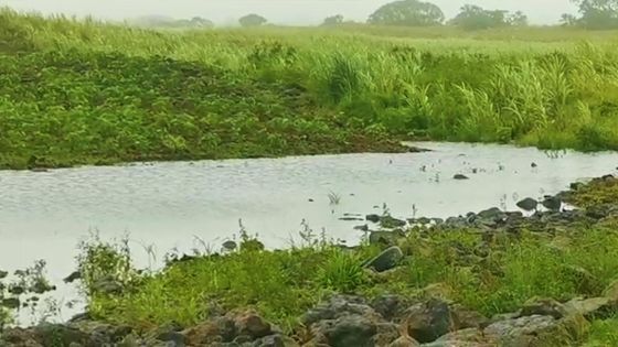 L'après-Batsirai: Champs inondés à Melrose