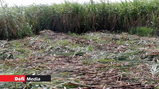 Mare-d’Albert : porté disparu depuis lundi, un homme de 45 ans retrouvé mort dans un champ de canne 