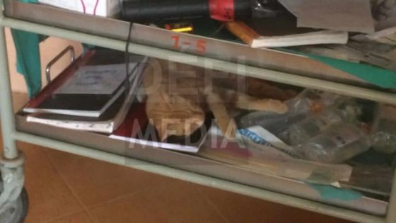  À l’hôpital du Nord : un chat se prélasse dans une salle post-opératoire