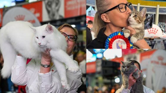  Trois chats de Roumanie sacrés les plus beaux du monde