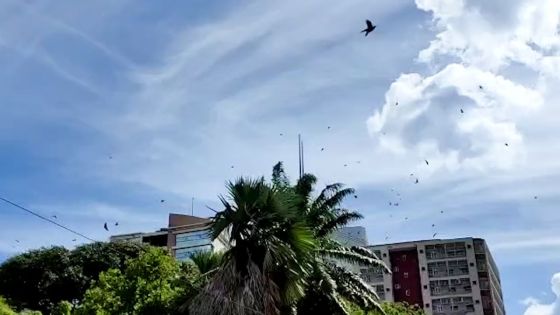 Des chauves-souris envahissent le Jardin de la Compagnie