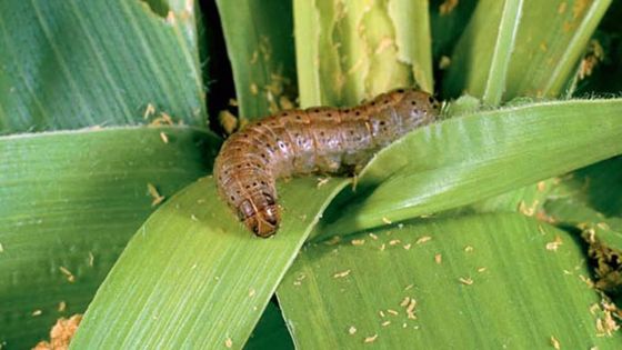La chenille légionnaire une menace réelle pour Maurice, retour sur l’histoire africaine de cet insecte nuisible