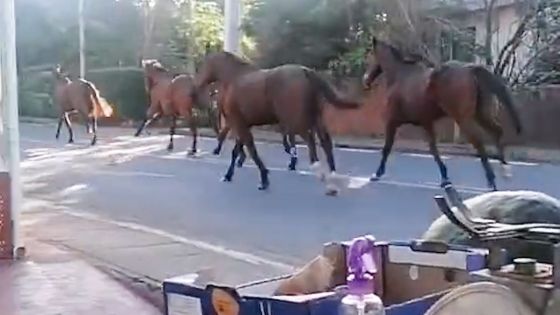 Pamplemousses : Des chevaux provoquent un accident, trois véhicules endommagés