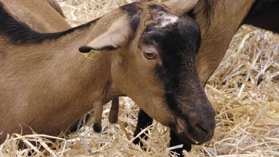 Vol d’une chèvre et de 2 moutons d’une valeur de Rs 25 000
