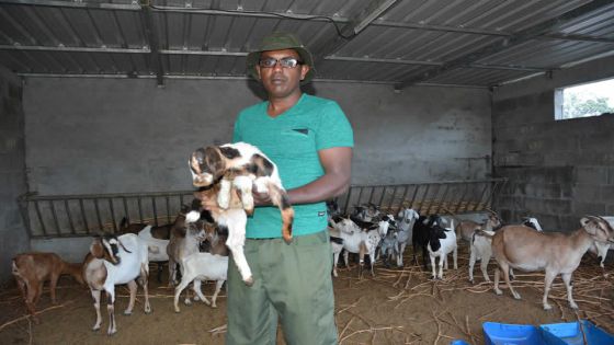 Mare-d’Albert : 18 chèvres meurent de coccidiose