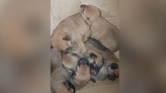 Pointe-aux-Sables : sept chiots coincés dans un caniveau sauvés par une équipe de pompiers