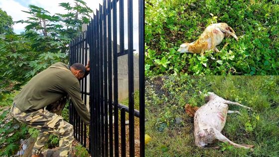 Pailles : des chiens errants tuent 12 moutons 