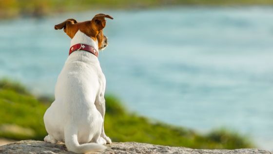 Enregistrement des chiens : l’exercice disponible dans les conseils municipaux, centres communautaires et village halls jusqu’en 2026 