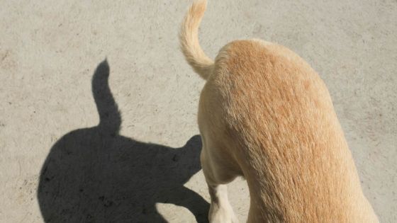 Morsures de chiens : une quadragénaire reçoit 6 points de suture 