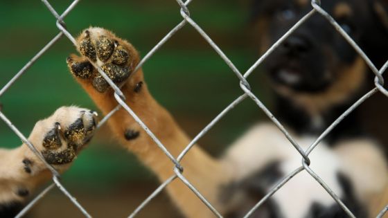Cage surpeuplée, excréments, odeur pestilentielle... : treize chiens de race sauvés d’un enfer à Sorèze