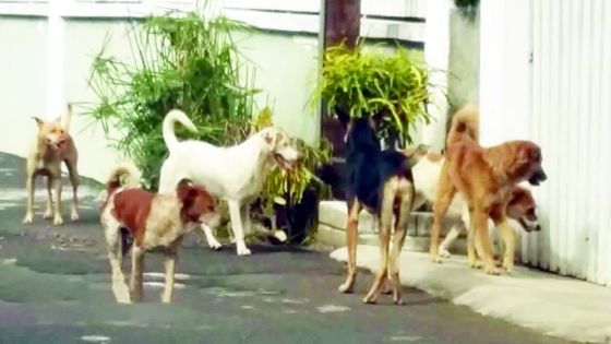 Lutte contre les chiens errants : le puçage électronique des chiens bientôt obligatoire à Maurice