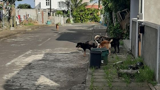 New-Grove : des chiens errants nuisent au quotidien des habitants pendant le confinement 