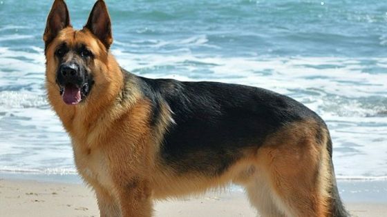 Le premier chien testé positif au coronavirus aux Etats-Unis est mort