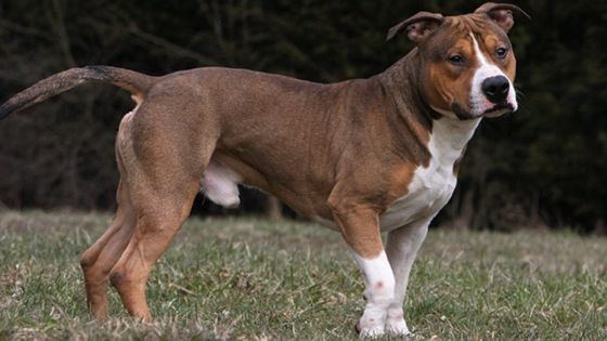 Considéré comme un chien dangereux, un ‘’AmStaff’’ dans la nature à Belle-Mare