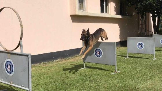 Policier maître-chien : entre passion et rigueur