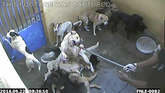 Maltraitance de chiens : MSAW critiquée par un journal anglais