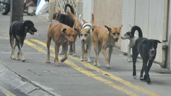 Tribunal de Mahébourg : amende de Rs 4 000 pour le propriétaire de chiens qui ont bousculé une passante