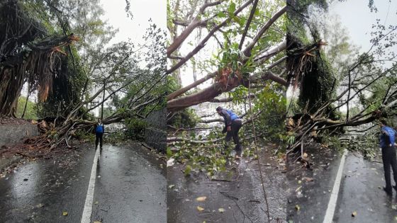 [En images] Fuel, Flacq : attention aux chutes d’arbres !