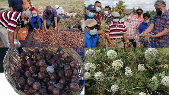 Le prix de l’oignon « toupie » libéralisé