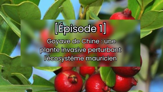 [Épisode 1] Goyave de Chine : une plante invasive perturbant l'écosystème mauricien, analyse des enjeux environnementaux
