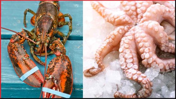 Vol à l'étalage à Plaine-Verte :  pris pour avoir piqué de la langouste et de l’ourite 