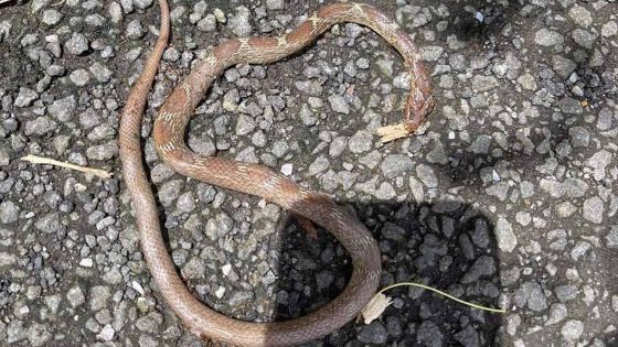 Vu à Terre-Rouge !