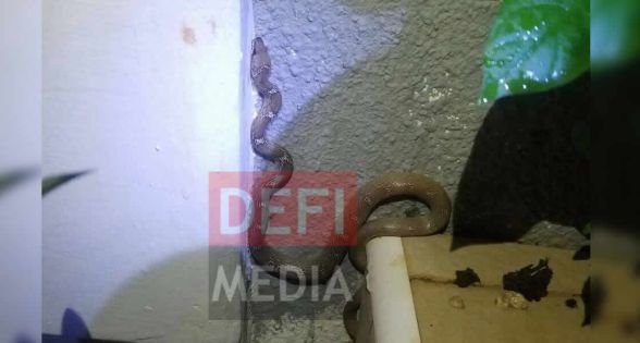 À Coromandel : elle découvre une couleuvre d’un mètre de long chez elle