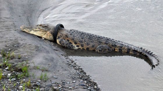 Indonésie : offre de récompense pour retirer un pneu du cou d'un crocodile géant
