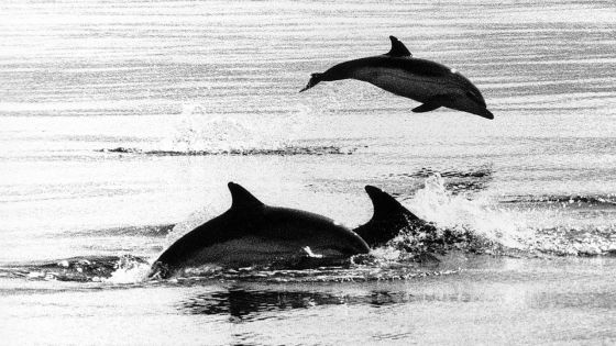 Baignade illégale avec des cétacés : plus d’une trentaine de contraventions dressées, deux bateaux saisis dans le Nord