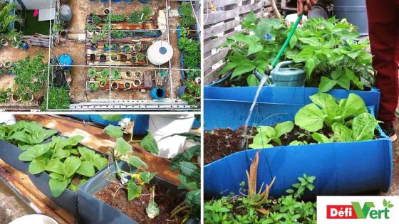 Le Défi Vert : concevoir un potager sur le toit