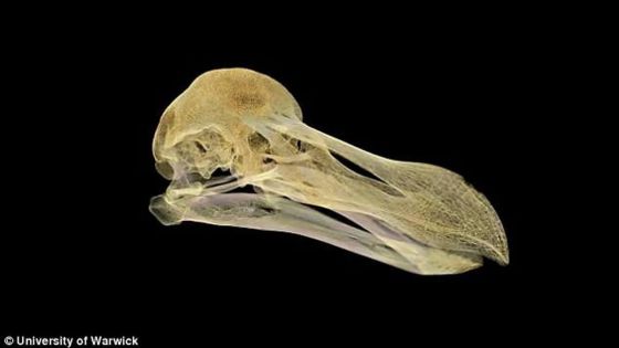 Le dodo d’Oxford a été tué d’une balle dans la tête il y a 350 ans