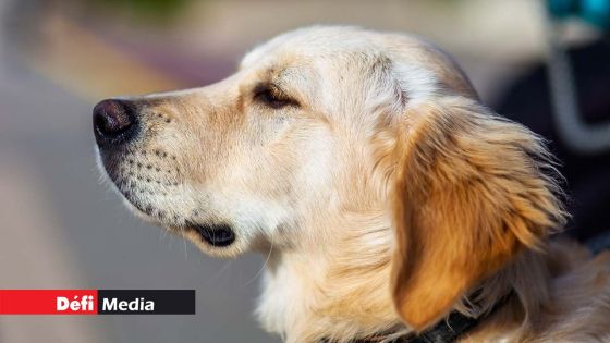 Attention : Les pétards traumatisent et causent la mort chez les animaux