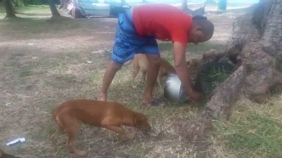 Cap-Malheureux : rencontre avec Ivan qui s'arrange pour que les chiens errants aient de quoi à manger