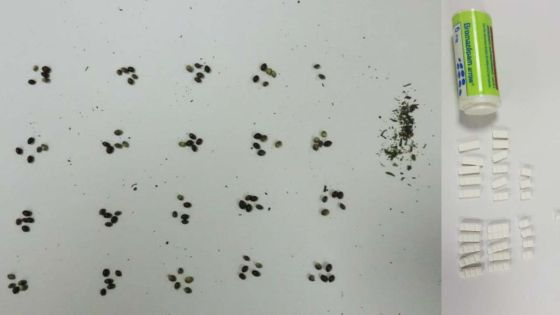 Plaisance : des semences de cannabis et des psychotropes découverts sur un Mahorais