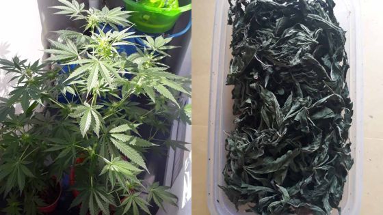 Saisie de cannabis : un agent de sécurité de l’aéroport épinglé