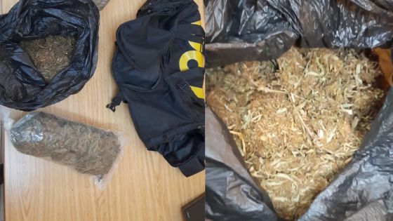 Port-Louis : saisie de Rs 2,5 millions de cannabis chez un poissonnier