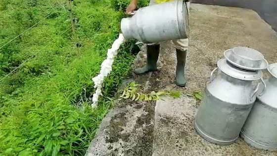 Leur distributeur sans WAP : des éleveurs se disent contraints de jeter 6 000 litres de lait