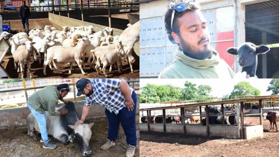 Eid-ul-Adha : des moutons pour un Qurbani authentique 