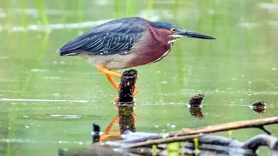 Environnement : 1 000 litres de fioul déversés dans l’estuaire de Terre-Rouge