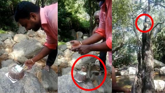 Vu sur la Toile : Affamé, le singe lui pique son gâteau d’anniversaire