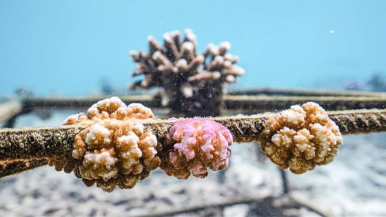 Fermes coralliennes : fin du bouturage, les ONG dénoncent une rupture