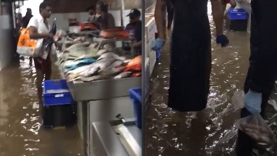 Foire de Quatre-Bornes : des poissonniers dans l'eau...