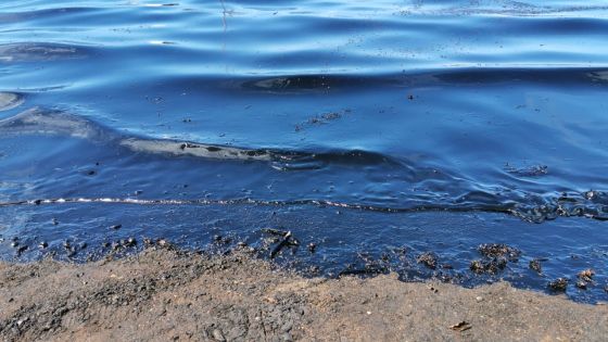 Fuite d'huile : ce drame écologique aurait-il pu être évité ?
