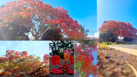 Décembre : flamboyant