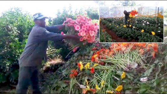 Confinement : Des fleurs jetées à contre cœur faute de pouvoir les vendre