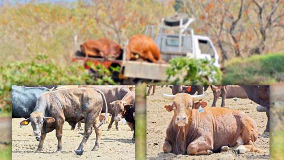 Foot and mouth Disease: Could the crisis have been averted?