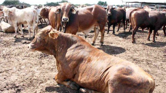 Foot and mouth outbreak: Commission of Inquiry lambasts three key persons